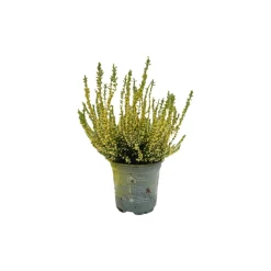 HORTI-FLANDRE - Bruyère calluna teinté jaune pot 9 cm