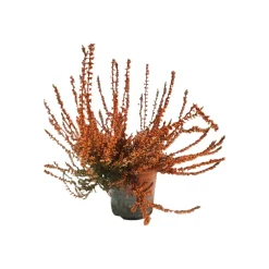 HORTI-FLANDRE - Bruyère calluna teinté orange pot 9 cm