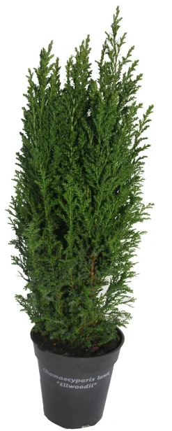 HORTI-FLANDRE - Chamaecyparis law. Elwoodii pot 13 cm