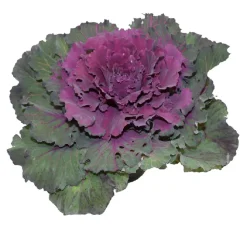 HORTI-FLANDRE - Choux d'ornement violet p10.5cm