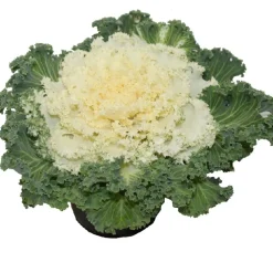 HORTI-FLANDRE - Choux d'ornement blanc p10.5cm