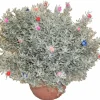 HORTI-FLANDRE - Santoline décorée p18cm