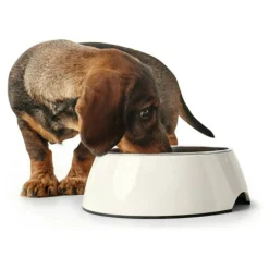 HUNTER - Mangeoire pour chiens mélamine acier inoxydable blanc 350 ml (NULL,5 x 18,5 x 9,5 cm)