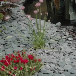 JARDINEX - Ardoise bleue 10/30 mm - big bag 1t (13 m²) - bleu/gris