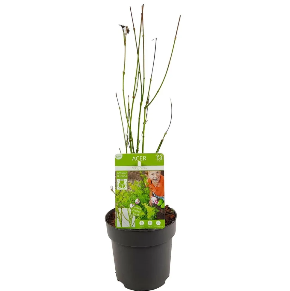 JARDINTROPIC - Acer palm. 'going green'® une variante:paume d'acer. 'passer au vert'® - ?20cm - ø13cm