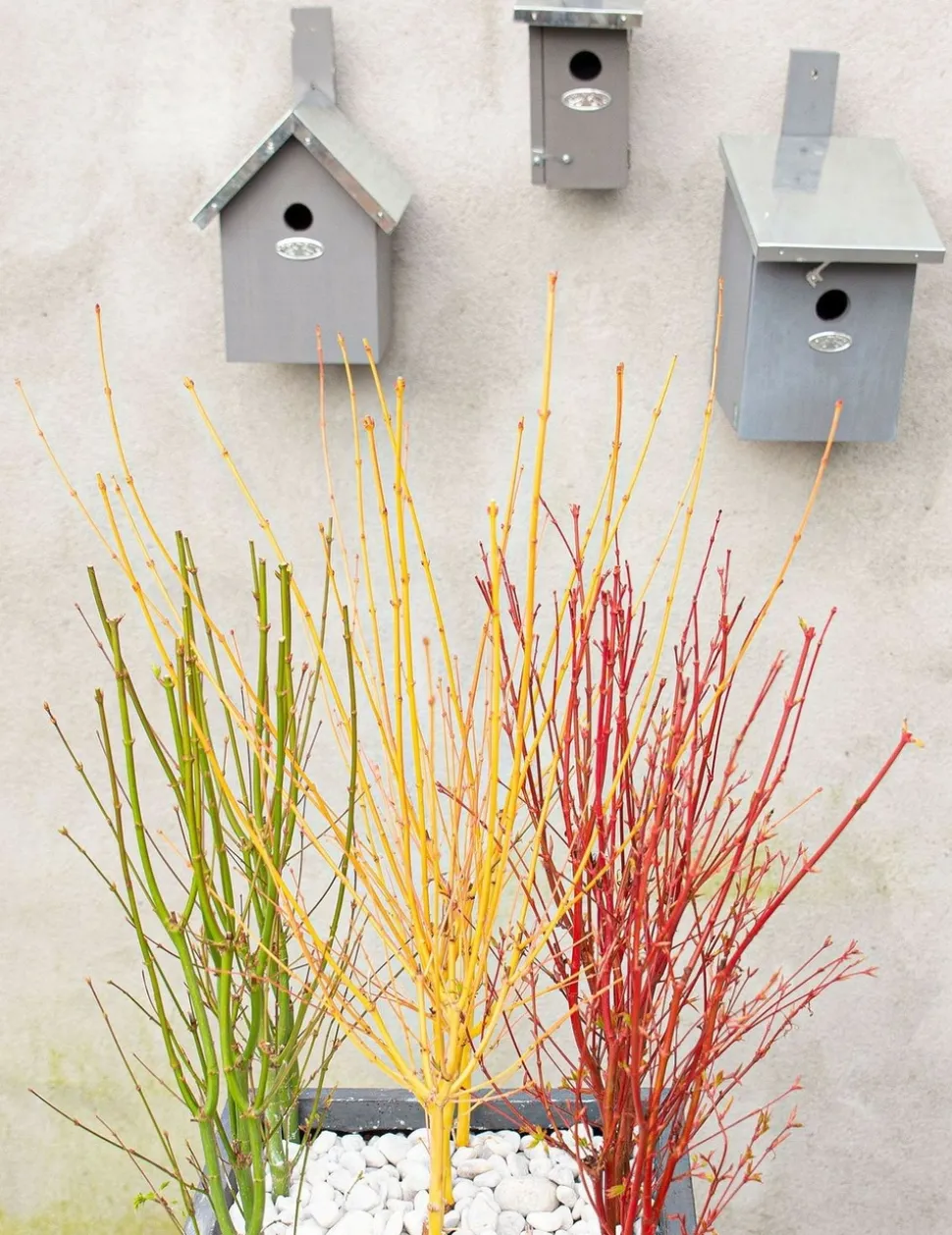 JARDINTROPIC - Acer palm. 'going green'® une variante:paume d'acer. 'passer au vert'® - ?20cm - ø13cm