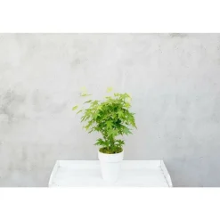 JARDINTROPIC - Acer palm. 'going green'® une variante:paume d'acer. 'passer au vert'® - ?20cm - ø13cm