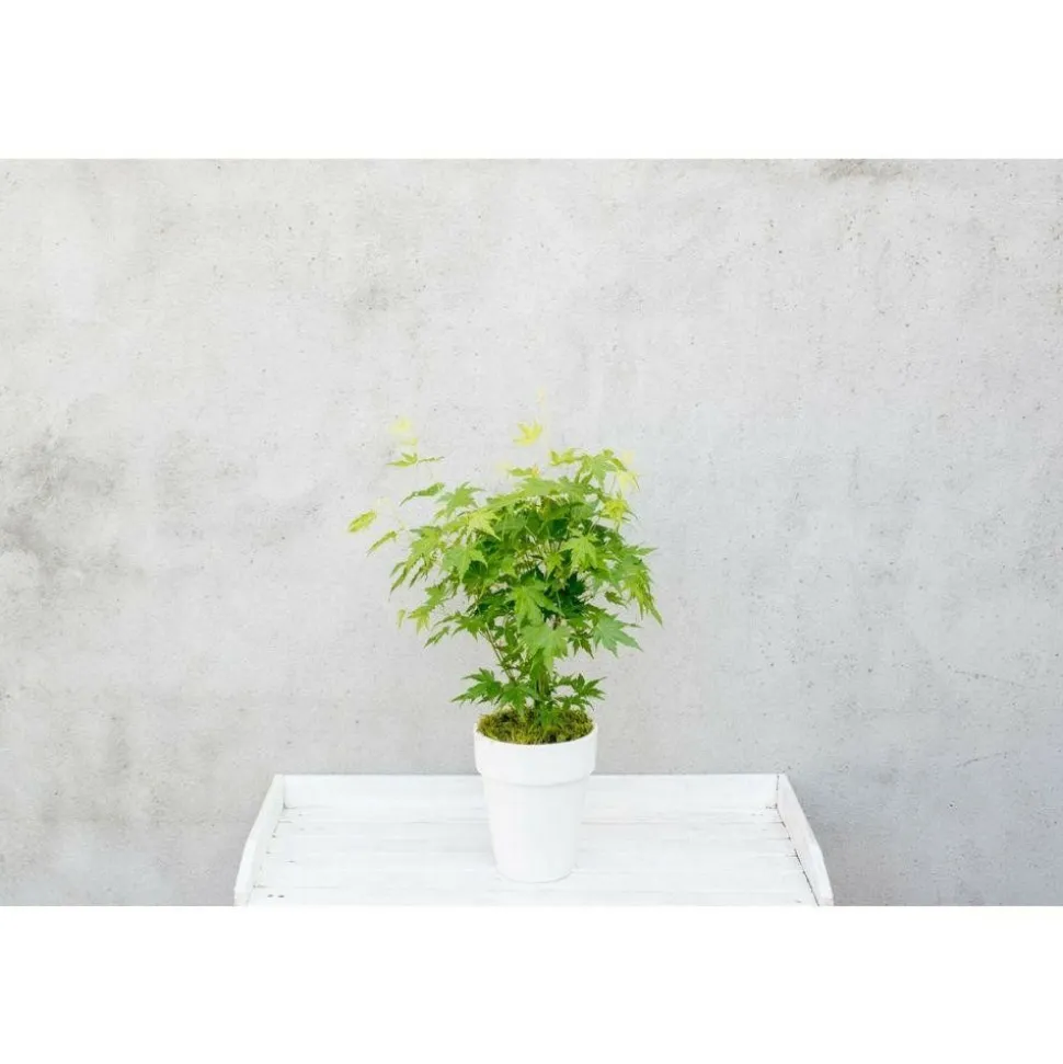 JARDINTROPIC - Acer palm. 'going green'® une variante:paume d'acer. 'passer au vert'® - ?20cm - ø13cm