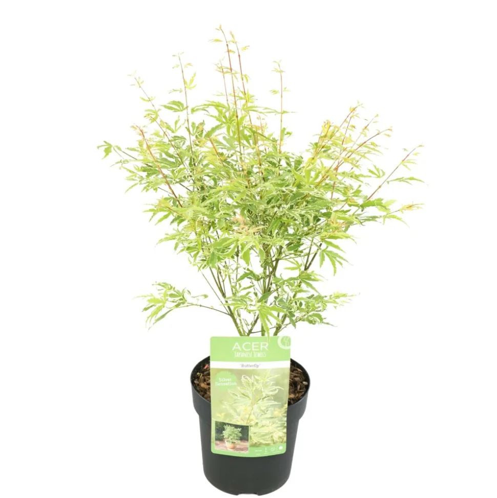 JARDINTROPIC - Acer palm. 'going green'® une variante:paume d'acer. 'passer au vert'® - ?20cm - ø13cm