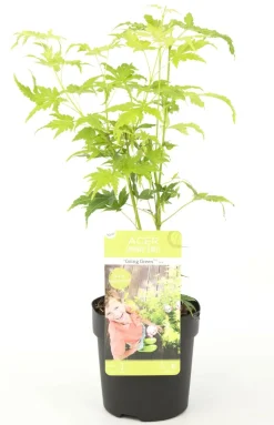 JARDINTROPIC - Acer palm. 'going green'® une variante:paume d'acer. 'passer au vert'® - ?20cm - ø13cm