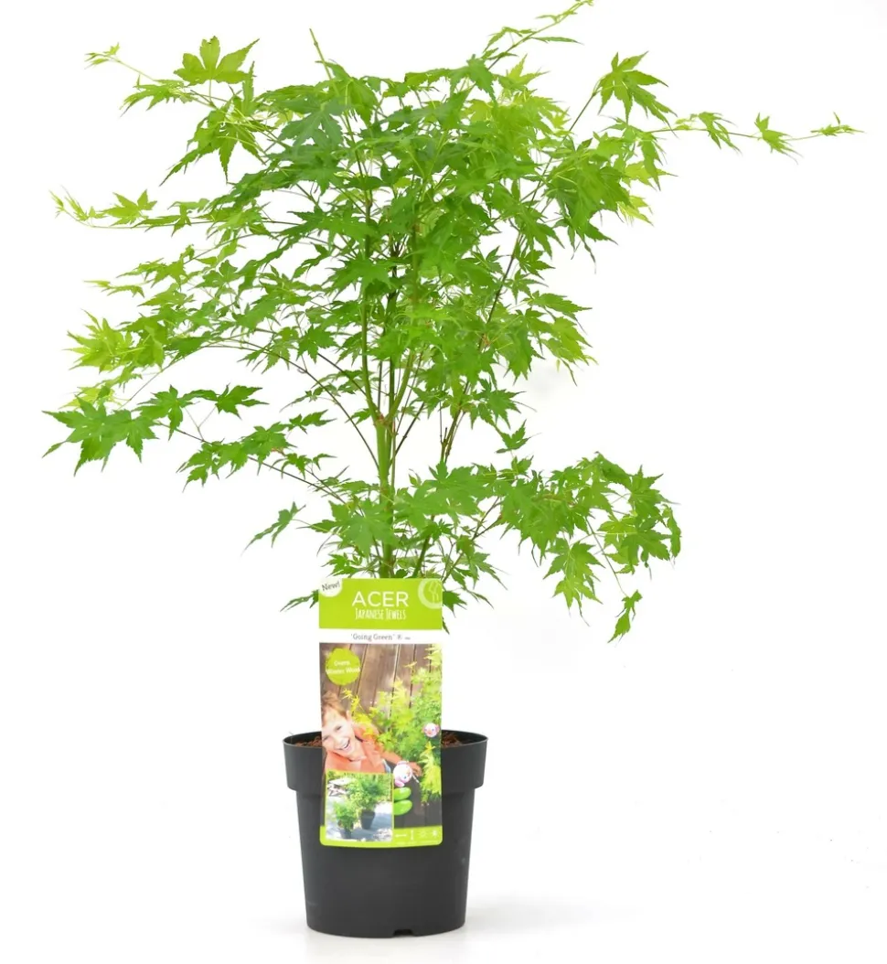 JARDINTROPIC - Acer palm. 'going green'® une variante:paume d'acer. 'passer au vert'® - ?20cm - ø13cm