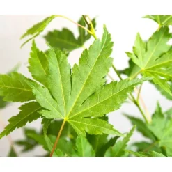 JARDINTROPIC - Acer palm. 'going green'® une variante:paume d'acer. 'pas vert'® - ?30cm - ø15cm