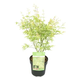 JARDINTROPIC - Acer palm. 'going green'® une variante:paume d'acer. 'pas vert'® - ?30cm - ø15cm