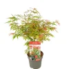 JARDINTROPIC - Acer palm. 'orange dream' une variante:paume d'acer. 'rêve orange' - ?20cm - ø10,5cm