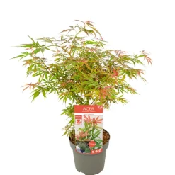 JARDINTROPIC - Acer palm. 'orange dream' une variante:paume d'acer. 'rêve orange' - ?20cm - ø10,5cm