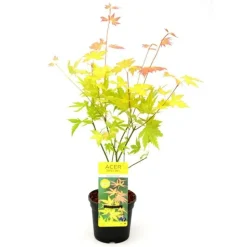 JARDINTROPIC - Acer palm. 'orange dream' une variante:paume d'acer. 'rêve orange' - ?20cm - ø10,5cm