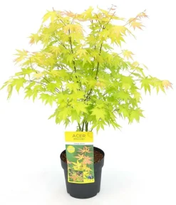JARDINTROPIC - Acer palm. 'orange dream' une variante:paume d'acer. 'rêve orange' - ?20cm - ø10,5cm