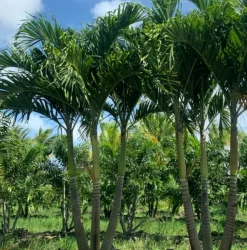 JARDINTROPIC - Adonidia merrillii (veitchia merrillii- palmier de manille) spécimen pot de 80l plusieurs troncs 250-300cm