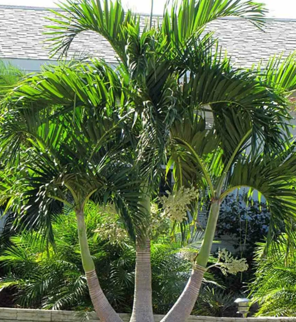 JARDINTROPIC - Adonidia merrillii (veitchia merrillii- palmier de manille) spécimen - pot de 45l tronc unique 225-250cm