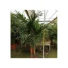 JARDINTROPIC - Adonidia merrillii (veitchia merrillii- palmier de manille) - 50l stipe 120/140cm total 200/250cm
