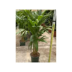 JARDINTROPIC - Adonidia merrillii (veitchia merrillii- palmier de manille) - 50l stipe 120/140cm total 200/250cm