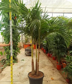 JARDINTROPIC - Adonidia merrillii (veitchia merrillii- palmier de manille) spécimen pot de 55l tronc unique 225-250cm