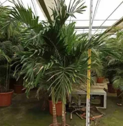 JARDINTROPIC - Adonidia merrillii (veitchia merrillii- palmier de manille) spécimen pot de 55l plusieurs troncs 225/250cm