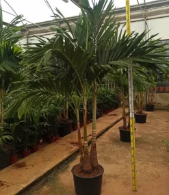 JARDINTROPIC - Adonidia merrillii (veitchia merrillii- palmier de manille) spécimen pot de 55l plusieurs troncs 225/250cm