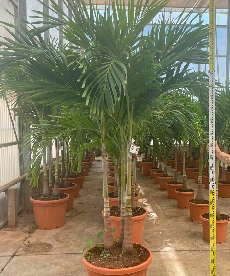 JARDINTROPIC - Adonidia merrillii (veitchia merrillii- palmier de manille) spécimen pot de 55l plusieurs troncs 225/250cm