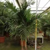 JARDINTROPIC - Adonidia merrillii (veitchia merrillii- palmier de manille) spécimen pot de 30l plusieurs troncs 200/250cm