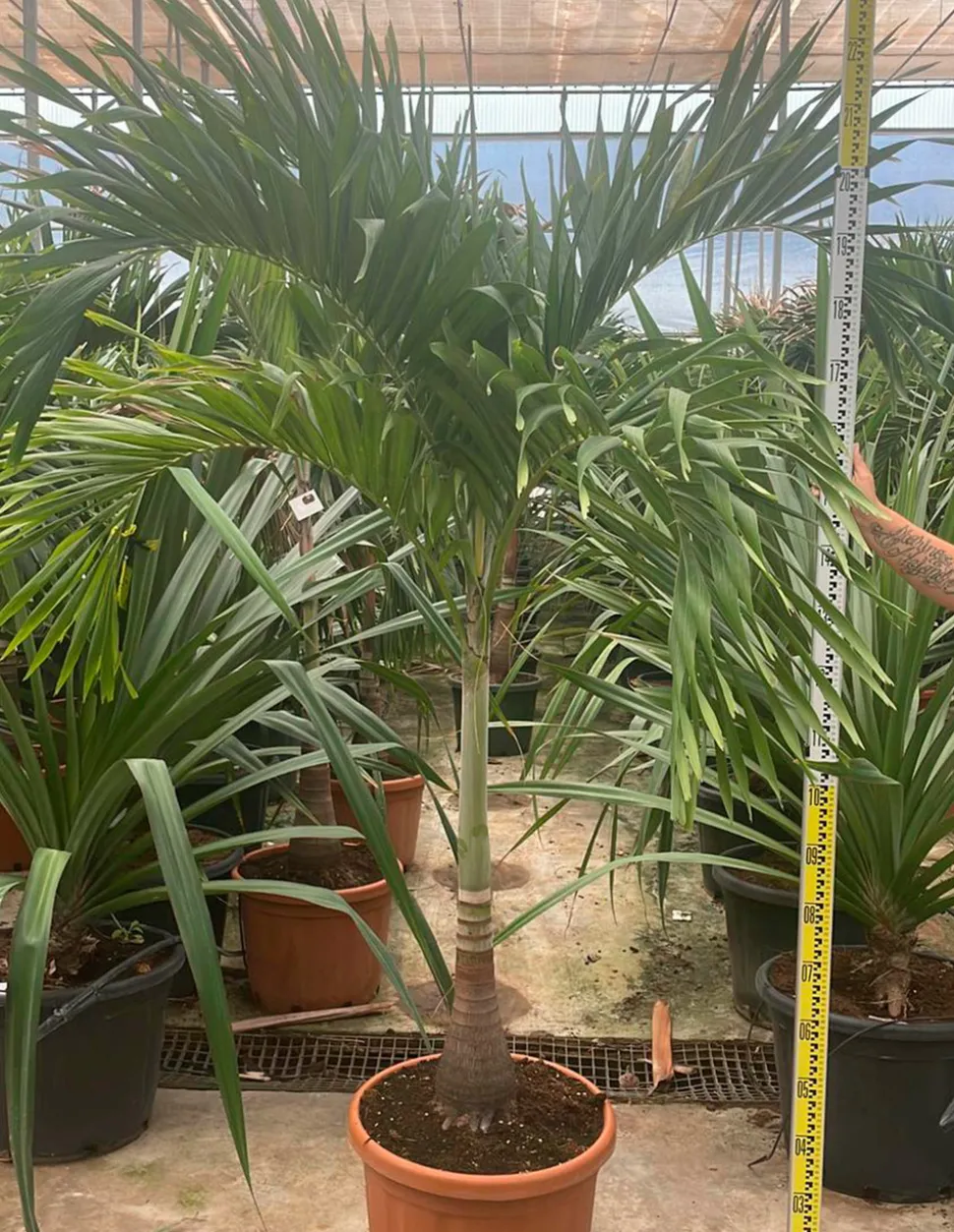 JARDINTROPIC - Adonidia merrillii (veitchia merrillii- palmier de manille) spécimen pot de 30l plusieurs troncs 200/250cm