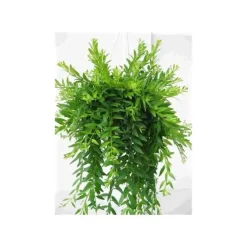 JARDINTROPIC - Aeschynanthus hybride "japhrolepis" pot de 2 litres - 20/60 cm
