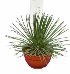 JARDINTROPIC - Agave géminiflora- pot de 45l - 80/100cm