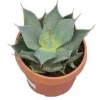 JARDINTROPIC - Agave parryi sp. Parryiet rouge - pot de 20l - 50/60cm