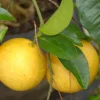 JARDINTROPIC - Agrumes citrus x paradisii (pamplemoussier) pot de 65l - 150/160cm