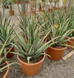 JARDINTROPIC - Aloe vera (syn. A. Barbadensis) pot de 25l - 80/100cm