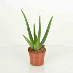 JARDINTROPIC - Aloe vera (syn. A. Barbadensis) pot de 25l - 80/100cm