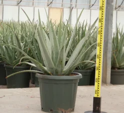 JARDINTROPIC - Aloe vera (syn. A. Barbadensis) pot de 25l - 80/100cm