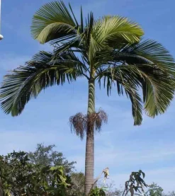 JARDINTROPIC - Archontophoenix alexandrae (palmier royal) pot de 140l - 200/250cm