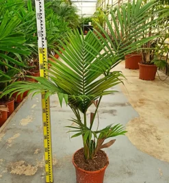 JARDINTROPIC - Archontophoenix alexandrae (palmier royal) spécimen pot de 140l - 200/250cm