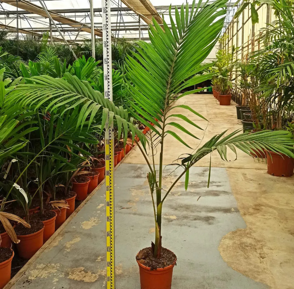 JARDINTROPIC - Archontophoenix alexandrae (palmier royal) pot de 8l plusieurs troncs 100/125cm