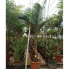 JARDINTROPIC - Archontophoenix alexandrae (palmier royal) pot de 45l tronc unique 225-250cm