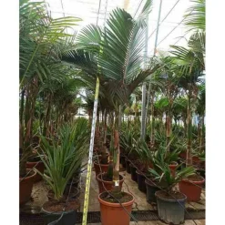 JARDINTROPIC - Archontophoenix alexandrae (palmier royal) pot de 45l tronc unique 225-250cm