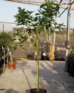 JARDINTROPIC - Avocatier : persea americana var. Bacon adulte (de greffe) pot de 25l - 160/180cm