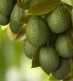 JARDINTROPIC - Avocatier : persea americana var. Hass adulte (de greffe) 130 l. 200-250 cm.per. 030/035 cm.