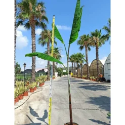 JARDINTROPIC - Bananier musa cheesmanii