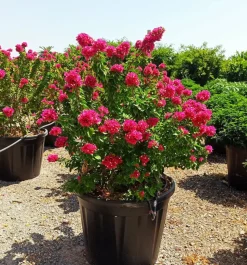 JARDINTROPIC - Bougainvillier bougainvillier 'mini thai' (bougainvillier nain) pot de 14 litres - 100/120 cm