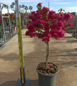 JARDINTROPIC - Bougainvillier bougainvillier 'mini thai' (bougainvillier nain) pot de 14 litres - 100/120 cm