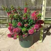 JARDINTROPIC - Bougainvillier bougainvillier 'mini thai' (bougainvillier nain) pot de 130l 150/175cm
