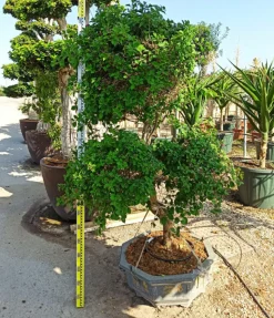 JARDINTROPIC - Bougainvillier hybride multi couleur (bougainvillier) pot de 110l 230/270cm